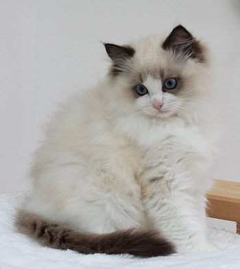 Brilliant Birman, Cat and kitten, Breed information, Cat care HD phone wallpaper