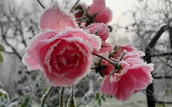 Frosty Roses, Latvia, pink, roses, hoarfrost HD wallpaper