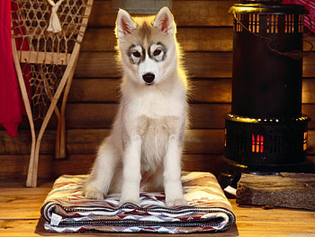 Animals, Wolfs HD wallpaper