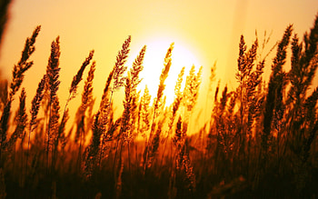 Landscape, Sunset, Wheat HD wallpaper