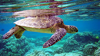 Preview turtle, underwater, swimming, water HD wallpaper