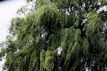 Willow in the wind, nature, forest HD wallpaper