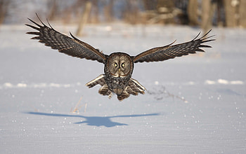 Animals, Winter, Owl, Snow, Bird, Shadow, Predator, Flight, Wings, Wave, Sweep HD wallpaper