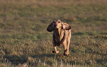 Animals, Grass, Dog, Polyana, Glade, Run, Running HD wallpaper