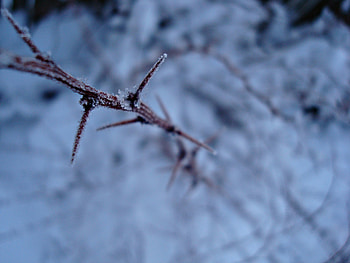 Winter, Snow, Plant, Macro, Branch, Frost, Hoarfrost, Thorns, Spikes HD wallpaper