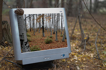 Forest monitor, autumn, monitor, nature, forest HD wallpaper