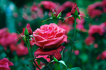 Plants, Flowers, Roses HD wallpaper