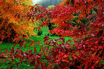Autumn leaves, Leaves, Plant, Grass, Colourful, Autumn HD wallpaper