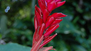 Landscape, Macro, Scenic, Peepshow, Cnmi, Tropical Flower, Saipan HD wallpaper