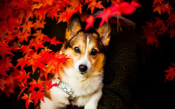 Animals, Leaves, Dog, Sight, Opinion HD wallpaper