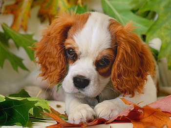 I am a little sad, sweet, fall, halloween, puppy, leaves, animals, love, face, autumn HD wallpaper