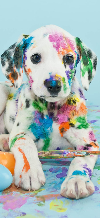 Dog, cute canine friends, furry buddies, lovable HD phone wallpaper