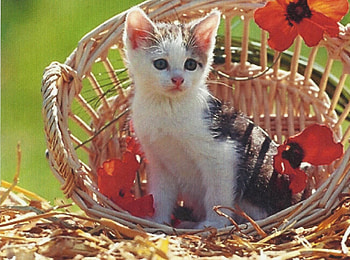 A calico tabby kitten in a basket, kitten, basket, calico, flowers, tabby, feline HD wallpaper