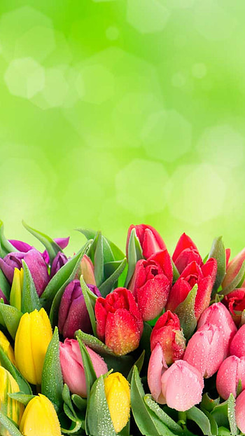 Tulips, flowers, droplets, frozen, colors HD phone wallpaper
