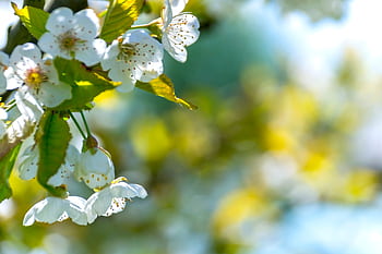 Close-up of white cherry blossoms blooming in a sunny garden setting with vibrant colors. HD wallpaper