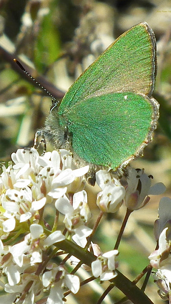 Green Butterfly, Wonderful HD phone wallpaper