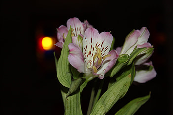 Iran,Shiraz, iran, nature, shiraz, flower HD wallpaper