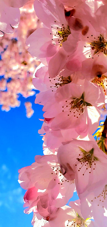 Pink dreams, sky, spring, graph, blue, nature, cherry_blossom HD phone wallpaper