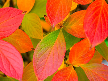 Plants, Background, Autumn, Leaves HD wallpaper