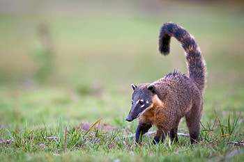 South American coati, Will Burrard-Lucas HD wallpaper