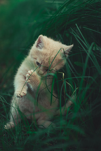 Animals, Grass, Cat, Kitty, Kitten, Nice, Sweetheart, Playful HD phone wallpaper