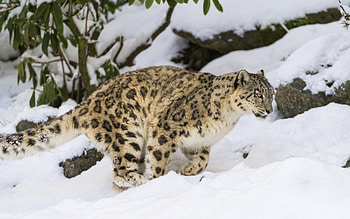 Leopard, animal, jump, snow HD wallpaper