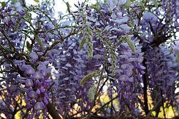 Blue Rain Shower, purple, wisteria, creeper, flowers HD wallpaper