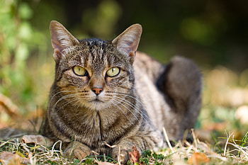 Animals, Grass, Autumn, Leaves, Cat, To Lie Down, Lie, Striped HD wallpaper