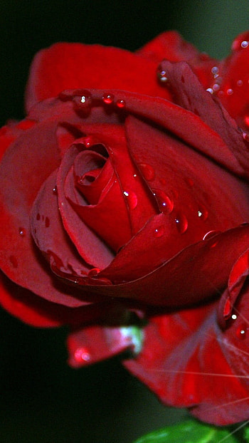 Beautiful Flowers Roses, Background HD phone wallpaper