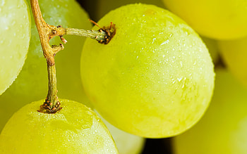 Fresh Grapes, nature, grapes HD wallpaper