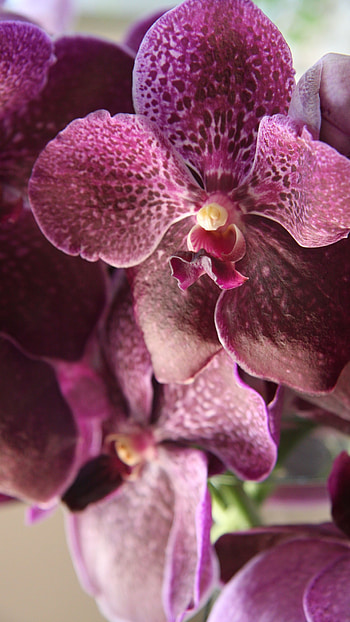 Vanda Orchid, Flowers, Vanda Orchid Flowers HD phone wallpaper