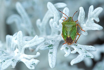 Plant, Macro, Insect, Bug HD wallpaper