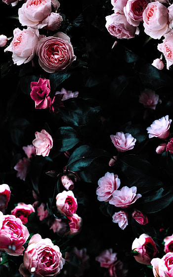 Dark flowers, , Mysterious beauty, Gothic vibes HD phone wallpaper