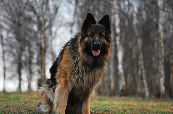 Animals, Grass, Dog, Run, German Shepherd, Running, Tired HD wallpaper