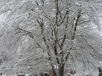 Christmas Snow, winter, snow, christmas, cold, ice, tree HD wallpaper
