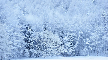 Trees in frost, winter, trees, forest, snow HD wallpaper