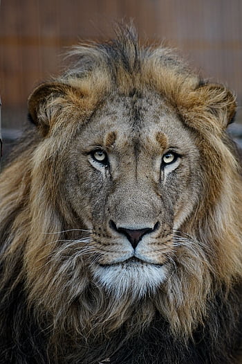 Close-up portrait of a majestic lion, showcasing its regal mane and intense gaze. HD phone wallpaper
