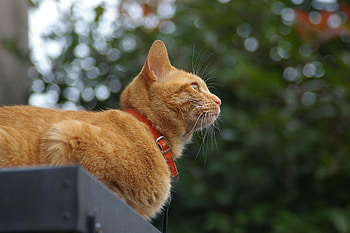 Animals, Cat, Lie, To Lie Down, Muzzle, Collar HD wallpaper