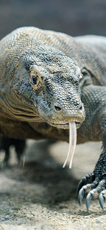 Komodo Island, Travels, Komodo dragons, Indonesian paradise HD phone wallpaper