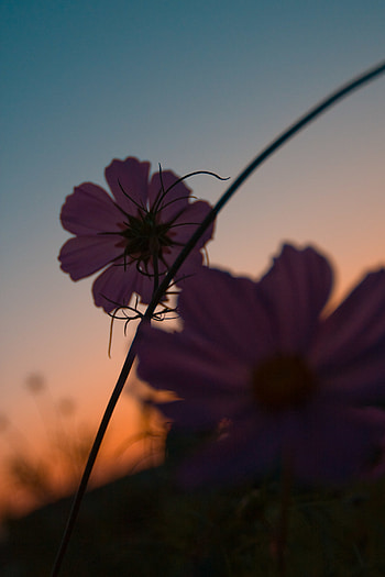 Flowers, Violet, Plant, Close-Up, Purple HD phone wallpaper