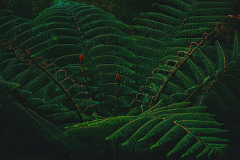 Leaves, Plant, Macro, Branch HD wallpaper