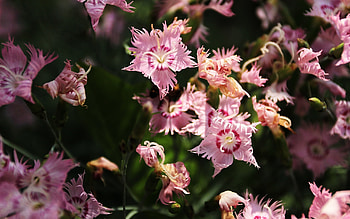 Plants, Flowers HD wallpaper