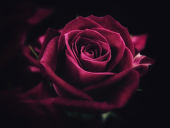 Pink rose, close up, bloom HD wallpaper