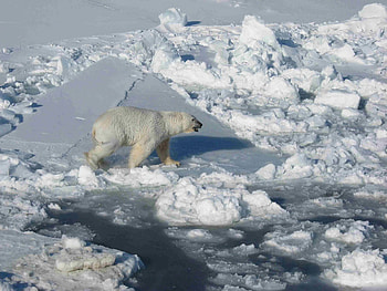 Male on Pack Ice. HD wallpaper