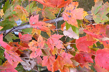 maple tree, fall colors, leaves, maple, tree HD wallpaper