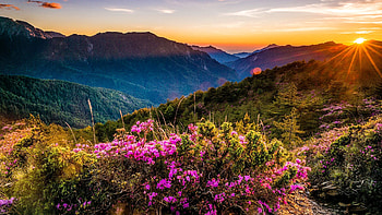 Beautiful mountain sunrise, view, flowers, sunset, sunrise, mountain, hills, beautiful, wildflowers, summer, valley, sky HD wallpaper