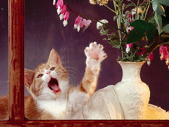 calling for help, kitten, cute, cat, flowers HD wallpaper