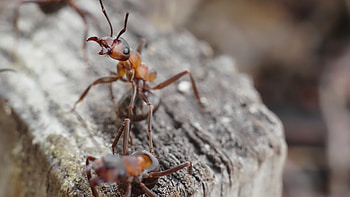 Blood-red ant, Ant HD wallpaper