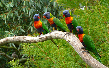 Cute Birds, animal, branch, birds, parrots HD wallpaper