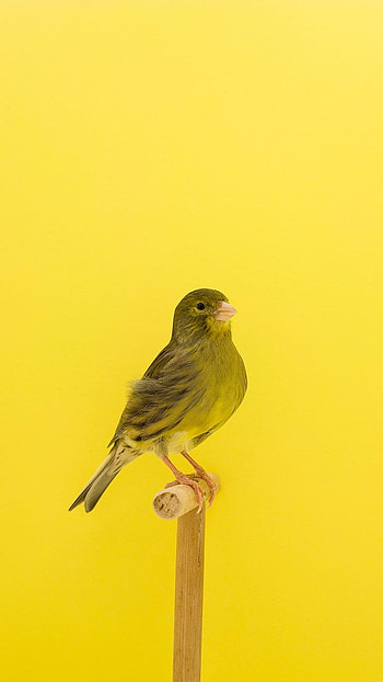 Canary, Cute Canary HD phone wallpaper